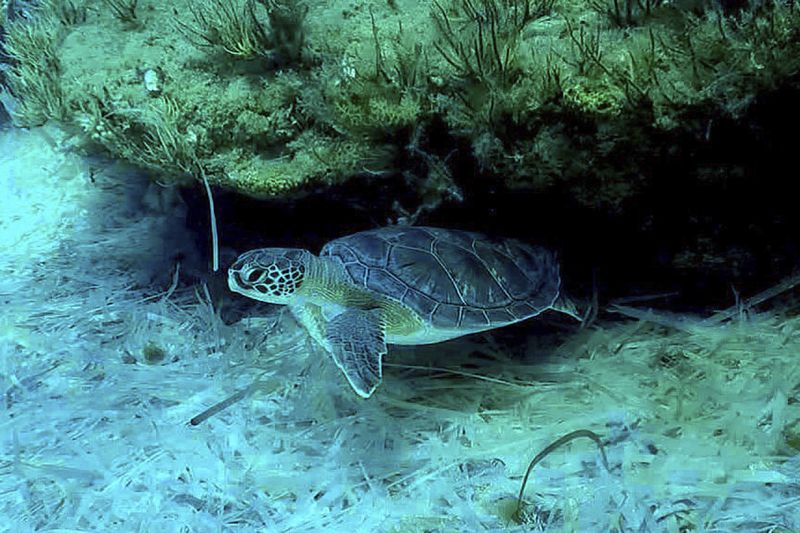 This image provided by the British Bases Media and Communications Office on Tuesday, Sept, 17, 2024, shows a turtle in the sea, by Akrotiri, British base area near the coastal city of Limassol, Cyprus. (British Bases Media and Communications Office via AP)