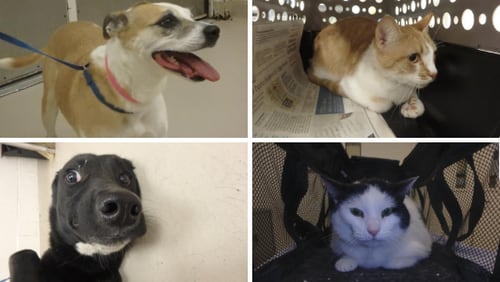 As of Oct. 23, these were some of the animals free to adopt at the Cobb County Animal Shelter. Starting at the top left and moving clockwise, their names are: Jasmine, Calisi, Peach and Bailey.