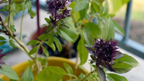 What can you do with Thai basil flowers