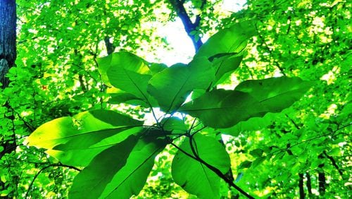 The big-leaf magnolia is unusually abundant in the Cascade Springs Nature Preserve in southwest Atlanta. The species boasts the largest simple leaf and single flower of any native plant in North America. CONTRIBUTED BY CHARLES SEABROOK