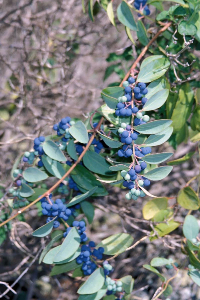 This undated image shows toxic moonseed fruit. Care should be taken not to mistake them for blueberries. (Starr Environmental/Bugwood.org via AP)