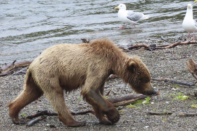 This image provided by the National Park Service shows 910's cub at Katmai National Park in Alaska on July 4, 2024. (T. Carmack/National Park Service via AP)