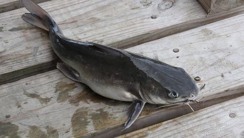 A Tennessee girl hooked a 58-pound catfish Monday afternoon in a lake north of Nashville.