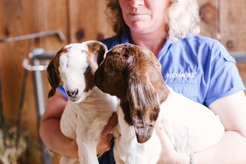 Guests can get up close and person with baby goats at Biltmore's .Antler Hill Farmyard.
Courtesy of The Biltmore Company.