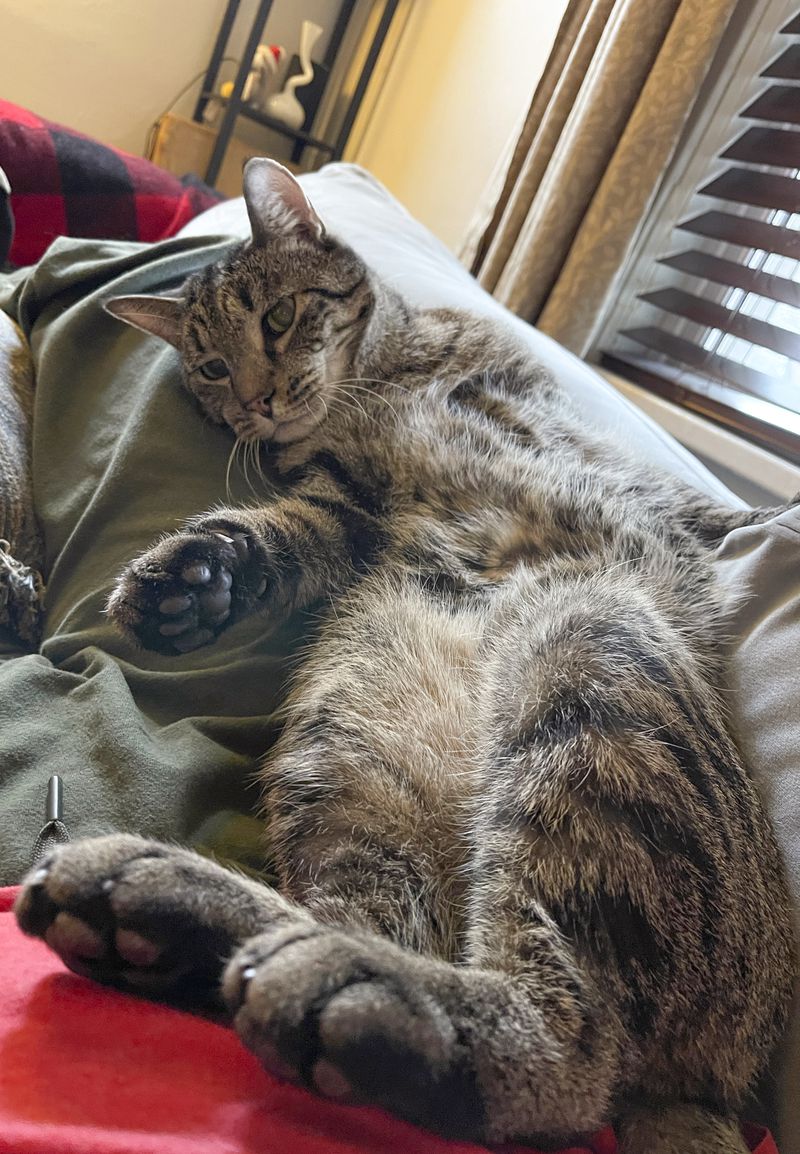 This undated photo provided by Clifton Nesseth shows Drifter, a three-year-old tabby cat who was rescued from a sewer Tuesday, Sept. 10, 2024, in Duluth, Minn. (Clifton Nesseth via AP)