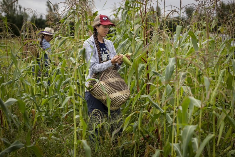 Lea Zeise, one of Ohe·laku's co-coordinators of the non-profit that works with the families planting crops, picks a cob of white corn in its early form known as green corn, during a harvest on the Oneida Indian Reservation on Friday, Aug. 30, 2024, in Oneida, Wis. (AP Photo/Mike Roemer)