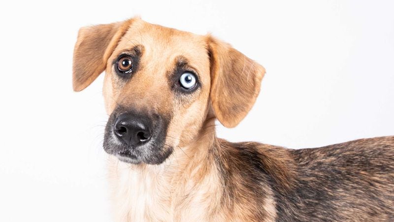 Athena and other dogs and other cats are free to adopt at LifeLine shelters in Fulton and DeKalb counties until Sunday, June 16, 2019. (Photo: LifeLine Animal Project)