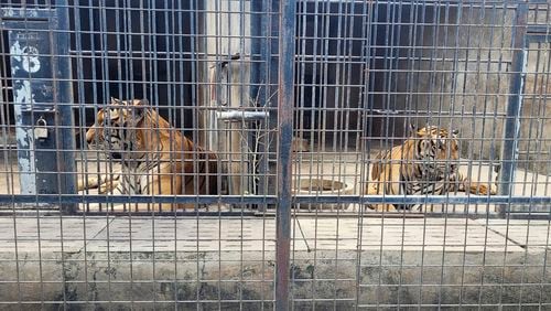 Tigers are kept in cages at Dong Xoai zoo in Bien Hoa city, Vietnam on Thursday, Oct. 3, 2024. (Phuoc Tuan/VNExpress via AP)