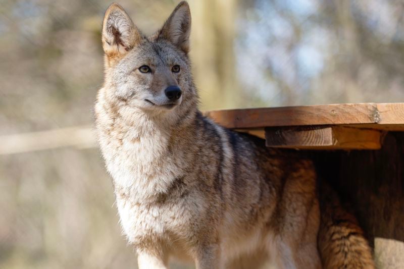 Wiley the coyote plays at Yellow River Wildlife Sanctuary in Stone Mountain on Monday, January 23, 2023.  (Natrice Miller/natrice.miller@ajc.com) 