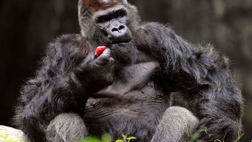 Zoo Atlanta cares for the largest population of western lowland gorillas in the U.S. More than a dozen gorillas at Zoo Atlanta have been diagnosed with COVID-19, a virus that can infect both animals and humans. File photo