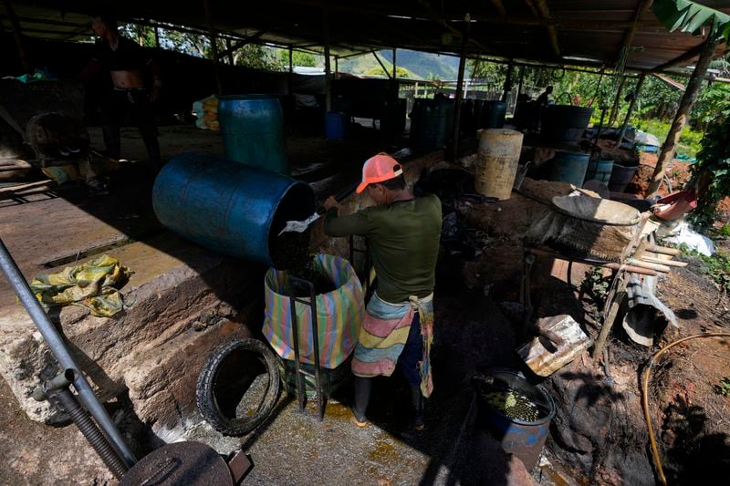 A farm laborer processes mulched coca leaves as part of the process in making a coca base, in the hillsides of the Micay Canyon, southwestern Colombia, Tuesday, Aug. 13, 2024. The Micay Canyon, which plays a key role in the illicit trade of both drugs and weapons, connects the Andes mountains and the Pacific Ocean along dozens of remote trails used to bring cocaine to small ports where it is loaded unto homemade submarines heading to Central America. (AP Photo/Fernando Vergara)