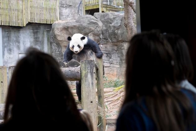 People view Yang Yang at Zoo Atlanta on Friday, Feb. 16, 2024. Atlanta has the last pandas in the U.S., and they’re slated to go back to China this year. (Ben Gray / Ben@BenGray.com)