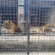 Tigers are kept in cages at Dong Xoai zoo in Bien Hoa city, Vietnam on Thursday, Oct. 3, 2024. (Phuoc Tuan/VNExpress via AP)