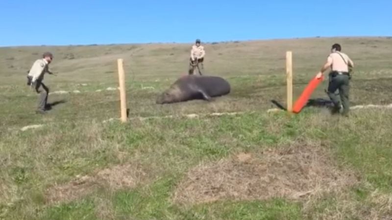 Sheriff's deputies helped guide a wayward elephant seal back to a California beach.