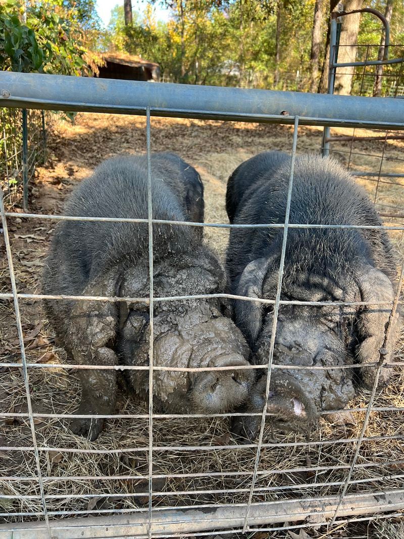 Ming and Zhou are the last hogs from the final group of Meishan hogs imported from China. Courtesy of Laura Jensen