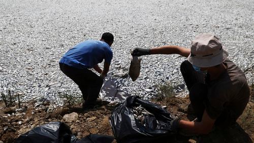 Workers collect dead fish from a river near the port city of Volos, central Greece, Thursday, Aug. 29, 2024, following a mass die-off linked to extreme climate fluctuations. (AP Photo/Vaggelis Kousioras)