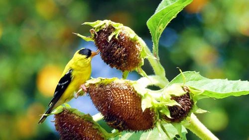 A male goldfinch dines on sunflower seeds in Gwinnett County. Unlike most other birds, goldfinches eat only seeds year-round. They also are Georgia's last birds to nest each year. (Charles Seabrook for The Atlanta Journal-Constitution)