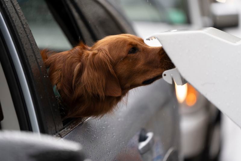 A dog smells a voting dropbox after its owner dropped off a mail-in-voting ballot during primary voting on Tuesday, May 21, 2024, in Portland, Ore. (AP Photo/Jenny Kane)