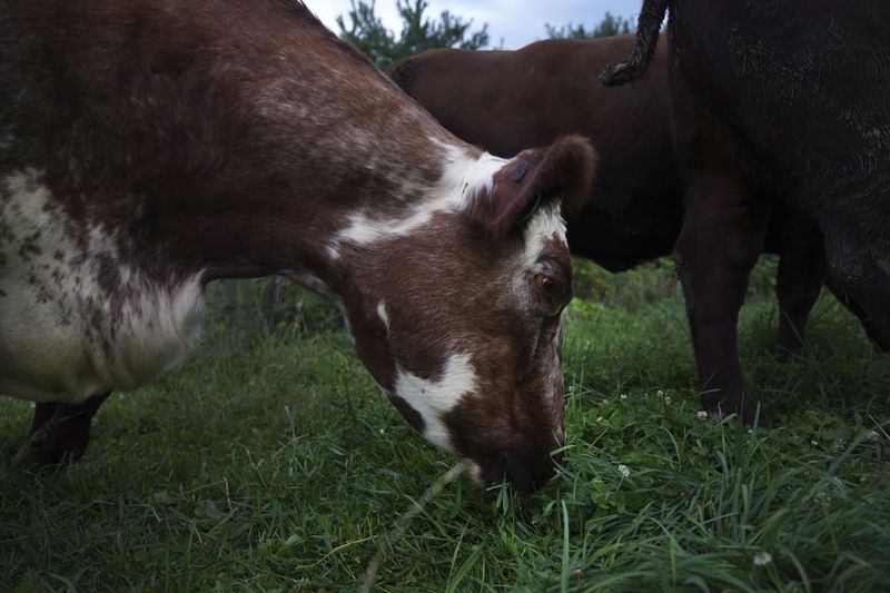 A cow grazes in Laurel Oak Farm, owned by Rev. Lee Scott, in Butler, Pa., on Friday, Sept. 6, 2024. (AP Photo/Jessie Wardarski)