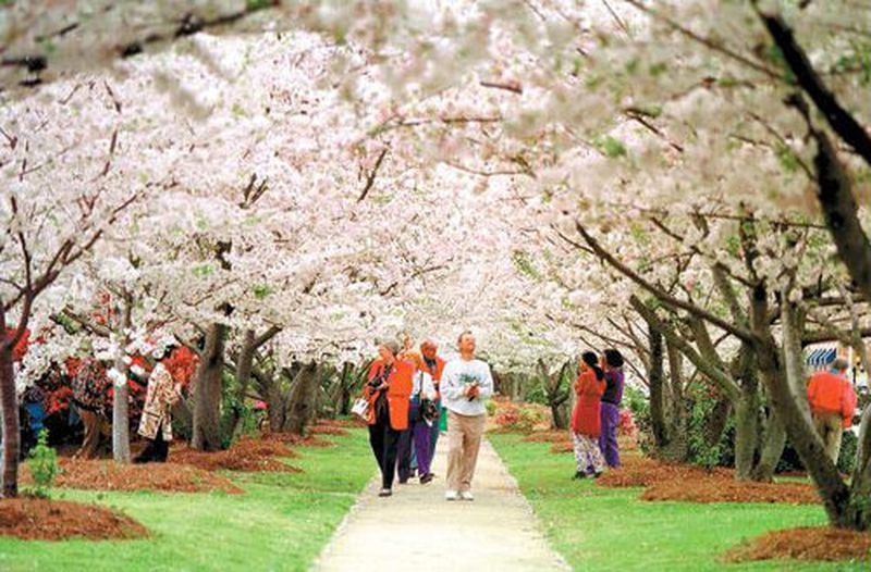 We have a world-famous festival right here in the state of Georgia. The International Cherry Blossom Festival takes place in Macon in late March. In addition to seeing 300,000 flowering Yoshino cherry trees, there's a parade, tour of homes and a fashion show, just to name a few of the entertainment offerings.