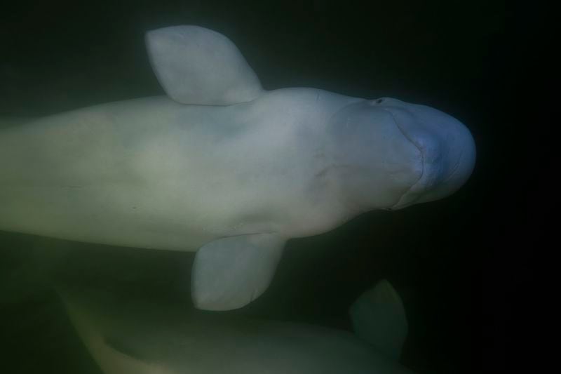 Beluga whales swim through the Churchill River, Monday, Aug. 5, 2024, near Churchill, Manitoba. (AP Photo/Joshua A. Bickel)