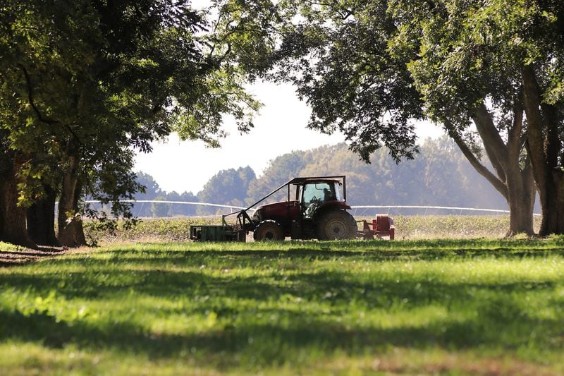 A tractor with a sweeper and blower attachment works around the perimeter of Cason Anderson’s pecan orchard near Montezuma, Ga. (Eric Dusenbery for The Atlanta Journal-Constitution)