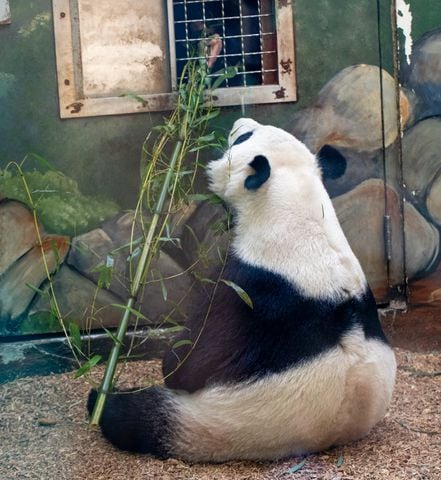 Giant Panda farewell as they go back to China