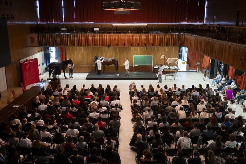 Dr. Peter Sotonyi, rector of the University of Veterinary Medicine in Budapest, Hungary, gives an anatomy lecture for first-year students, using chalk to mark the body of live horses, Monday, Sept 9. 2024. (AP Photo/Denes Erdos)