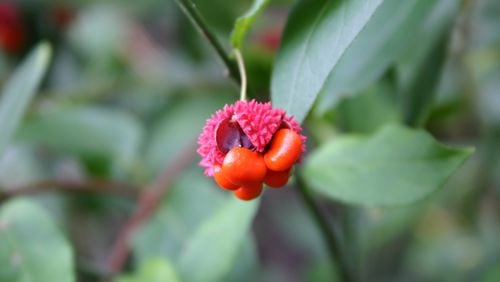 Native plants, like this American euonymus (aka Hearts-a-Burstin' and strawberry bush), are easy to grow and add distinction to a landscape. (Walter Reeves for The Atlanta Journal-Constitution)