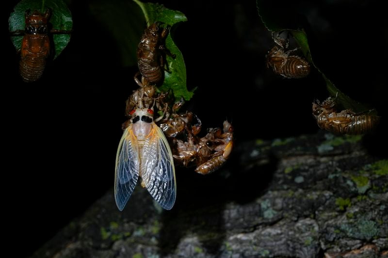 An adult periodical cicada, just after shedding its nymphal shell, and a nymph hang from a cluster of nymphal shells on a tree late Saturday, May 18, 2024, in Charleston, Ill. Trillions of once hidden baby bugs are in the air, on the trees and perching upon people's shirts, hats and even faces. (AP Photo/Carolyn Kaster)