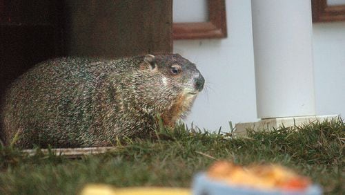 What to know about Georgia celebrity groundhog Gen. Beauregard Lee