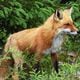 Wild animals like a fox can spread rabies to pets and humans.