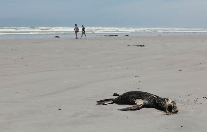 FILE — People walk past a dead Cape fur seal on Melkbosstrand beach near Cape Town, South Africa, Friday, Nov. 5, 2021. (AP Photo/Nardus Engelbrecht/File)