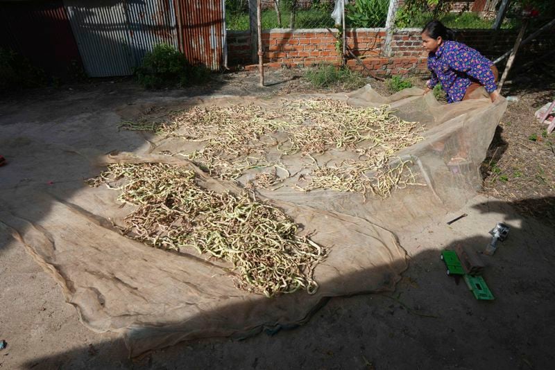 Norng La, a villager who lives along the Funan Techo Canal dries her long beans at her home at Prek Takeo village, eastern Phnom Penh, Cambodia, Tuesday, July 30, 2024. (AP Photo/Heng Sinith)