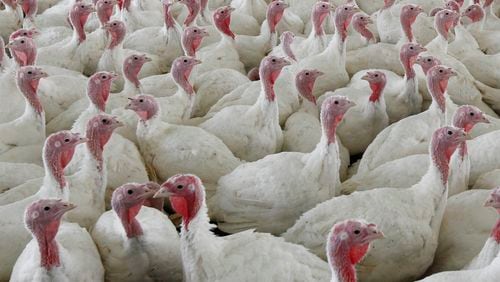 FILE - Turkeys gather together at a farm in Lebanon, Pa., on April 11, 2012. (AP Photo/Matt Rourke, File)