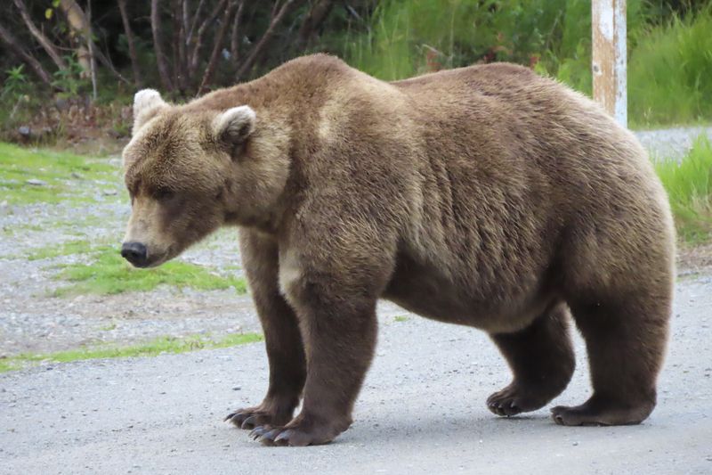 This image provided by the National Park Service shows bear 901 at Katmai National Park in Alaska on Sept. 13, 2024. (T. Carmack/National Park Service via AP)