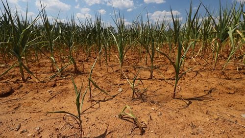 A corn field withers under the unrelenting summer heat  in late June at WDairy LLC on Broughton Road in Morgan County, Georgia. The crop was a total loss. (Curtis Compton for The Atlanta Journal-Constitution)