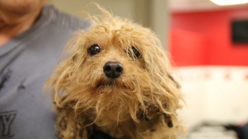 Ten of the 700 dogs rescued from a breeder were brought to  The Atlanta Humane Society.