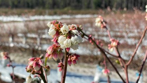 Blueberry bushes on Alex Cornelius' farm near Waycross, Georgia are shown blooming on January 6, 2022. The warm temperatures Georgia has experienced so far this winter has some fruit growers in the state nervous about possible frost damage later in the season. (CONTRIBUTED PHOTO)