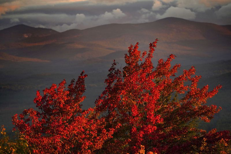 FILE - A maple tree shows off its autumn foliage, Sept. 29, 2022, in Bridgton, Maine. (AP Photo/Robert F. Bukaty, File)