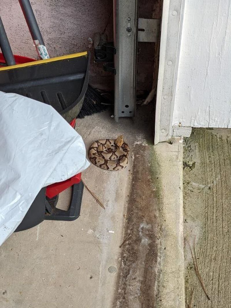 Mark Robison recently helped a homeowner who found this copperhead coiled up near his garage. Robison captured the snake and relocated it to a wildlife reserve. Copperheads are Georgia's most common venomous snake. (Contributed)