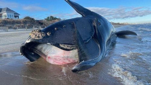 A dead North Atlantic right whale discovered at Virginia Beach in February was found to have “a catastrophic blunt force traumatic injury” consistent with being struck by a vessel, investigators said. Before its death, the last confirmed sighting of “Right Whale 3343” was off the Georgia coast on Dec. 26, 2022.