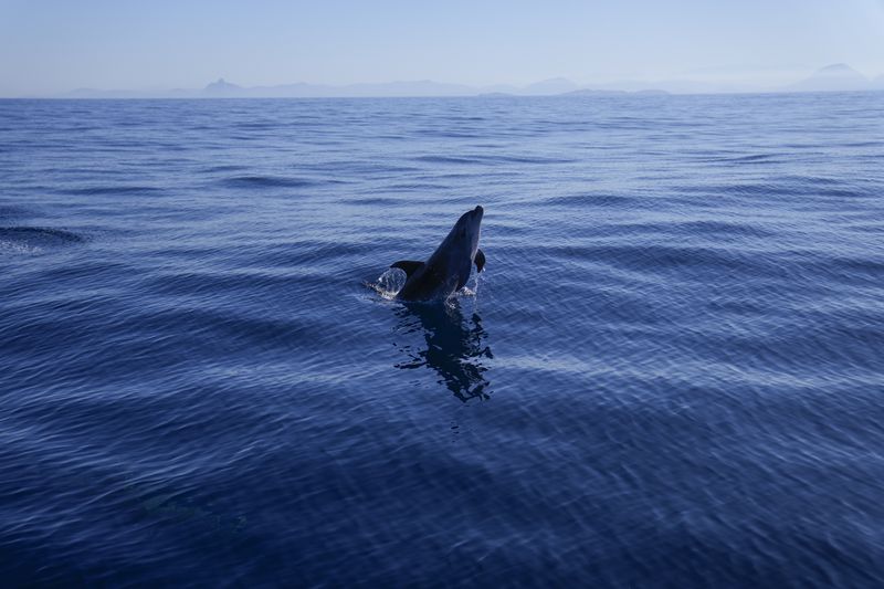 A bottlenose dolphin swims off the coast of Niteroi during a whale-watching tour in Niteroi, Rio de Janeiro state, Brazil, Thursday, June 20, 2024. The whale-watching season has begun for tourists taking part in expeditions to get close to the humpback whales coming from Antarctica in search of warm waters to breed and have their babies. (AP Photo/Silvia Izquierdo)