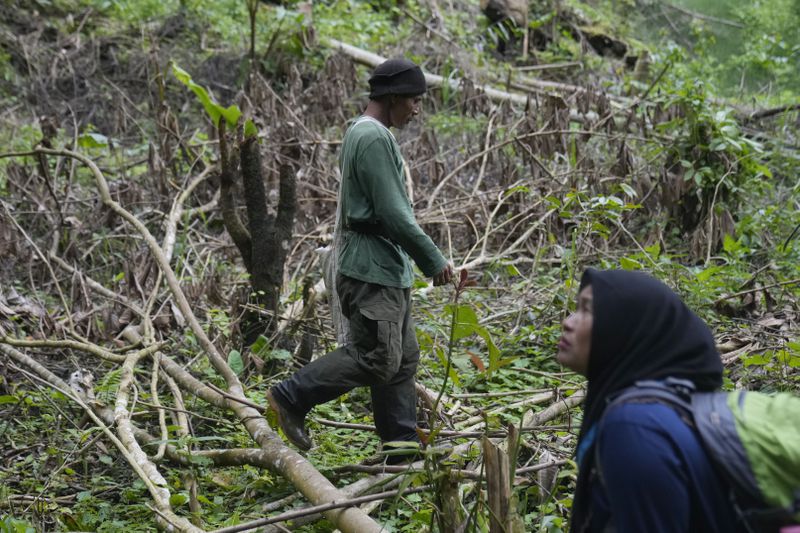 Muhammad Saleh, a former poacher, walks on a part of the forest that has been cleared by villagers to make way for a coffee plantation as his wife Rosita looks on during a forest patrol in Damaran Baru, Aceh province, Indonesia, Tuesday, May 7, 2024. The friendly engagement is just one tactic the women-led forest ranger group has been using to safeguard the forest their village relies on from deforestation and poaching. (AP Photo/Dita Alangkara)