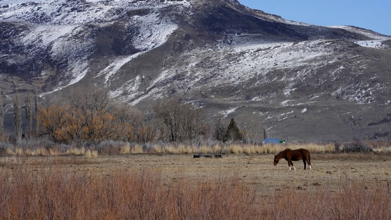 A horse grazes in a field on the Duck Valley Indian Reservation that straddles the Nevada-Idaho border on Thursday, March 14, 2024, in Owyhee, Nev. (AP Photo/Rick Bowmer)