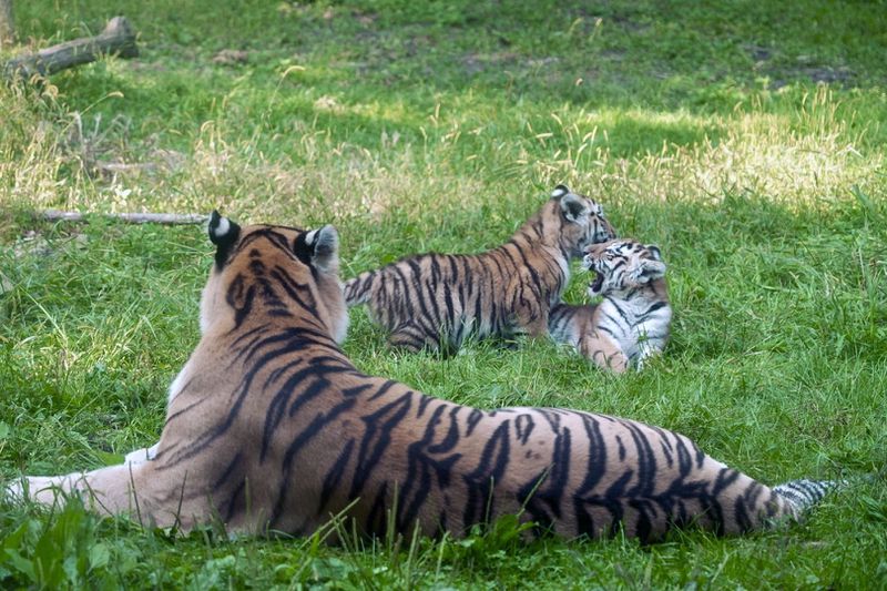 Three-month-old Amur tiger cubs Amaliya and Andrei explored their outdoor enclosure for the first time with their mother Dari at the Minnesota Zoo in Apple Valley, Minn. on Wednesday, Sept. 11, 2024. (AP photo/Mark Vancleave)