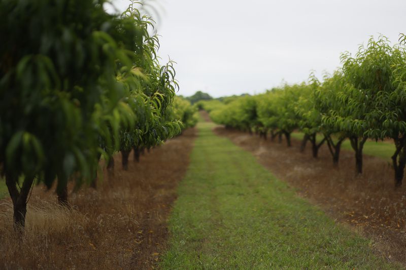 At this time of the year, CJ Orchards Farm should be actively harvesting the peach. Still, on the contrary, the farm remains empty due to the loss of the total peach crops attributed to adverse weather conditions and the changing climate.
Miguel Martinez /miguel.martinezjimenez@ajc.com