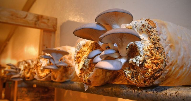 Blue oyster mushrooms grow on "logs" at Ellijay Mushrooms' farm in North Georgia. When the logs are spent, they are composted for future projects. (Chris Hunt for The Atlanta Journal-Constitution)