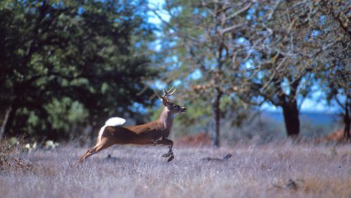 A white-tailed deer can reach maximum speeds of 35-40 mph, according to most estimates. The fastest human runner may reach a speed of 27 mph. (Courtesy of Scott Bauer/Agricultural Research Service)