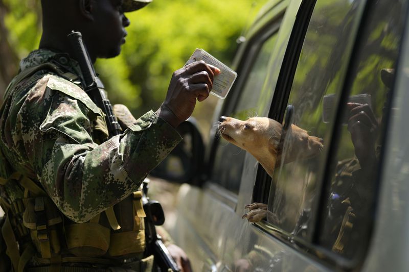 A member of a rebel group that broke away from the former Revolutionary Armed Forces of Colombia, or FARC, checks a traveller’s identification in the Micay Canyon region, southwestern Colombia, Wednesday, Aug. 14, 2024. The former FARC faction, known by its initials in Spanish FARC-EMC, has set up roadblocks to control parts of the region, and guards coca leaf farms on its mountainsides. (AP Photo/Fernando Vergara)